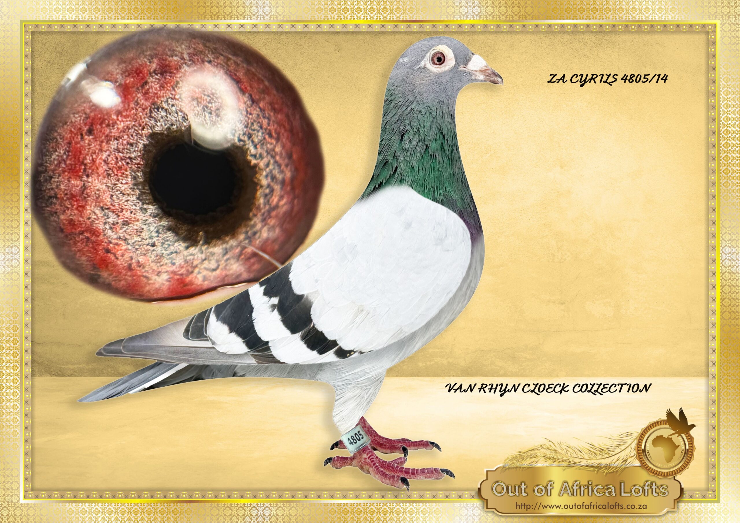 LOT 6: ZA CYRILS 4805/14 (H) – One of our Foundation VRC hens. We believe she shall still lay a few good eggs. DNA P2000029. ZA CYRILS 4805/14 – Gdam to ZA HPV 353/19 – “KENTUCKY GAMBLER ” – 6th Final Victoria Falls Final Race 2020.- Bred and entered by Charles Daniel. Sister also superbreeder for Anton Lombaard. Sister to 2 different winners with different hens in first season at stock. ZA FB 38064/12 -2 X Winner Raced by Van Wyk Family. Bred by Out of Africa Lofts. 1st Club, 1st Fed, 1st Wes Boland Union ZA GPU 16786/12 Club Winner. Raced by C/ Fernandez 1st, 2nd, 8th, 9th and 10th Club., 3rd Club, 4th Fed 3rd Club, 5th Fed, STERKSTROOM ZA GPU 17685/13 5th Vredendal Hot Spot 3 Klapmuts One Loft Full brother to, ZA OERF 09471/11 Dam to 1st Klapmuts Lofts Western Cape Final Race 2013 Bred by Out of Africa Lofts,Raced by GRPA as SCMDPR Entrant. 17th SCMDPR HotSpot, Winner of $1000 106th SCMDPR Final 2012 – SEE PEDIGREE !!!!