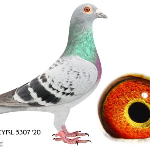 LOT 3: ZA 20 CYRL 5307 - P. Veenstra - THE SIRE: Bred from the best SAMDPR pigeons. The grandfather of this cock flew a 7th position at the SAMDPR against 2627 pigeons. He was the 6th best pigeon in the Average at SAMDPR. - THE DAM: Bred from the best SAMDPR pigeons. The grandfather of this hen flew a 7th position at the SAMDPR against 2627 pigeons. He was the 6th best pigeon in the Average at SAMDPR. - SEE PEDIGREE !!!