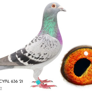 LOT 2: ZA 21 CYRL 636 (H) - Veenstra Clausing Kannibaal - Bred back to "105693 ZA 18" - The sire of this Cock was 65th Final SAMDPR in 2018 against 2627 pigeons and 20th best pigeon in the averages - SEE PEDIGREE - THIS IS SUPER !!!