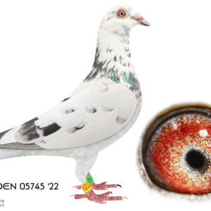 LOT 4: ZA 22 EDEN 05745 (H) - Bert De Ceuninck-Charls Carlson - Bred for stock. Bred 1st place ERPF winner from Kimberley (650 km) and 2nd place ERPF federation winner from Kenhardt 550 km. - THE SIRE: Out of the Ceuninck pigeons. I kept him for stock and he bred winner with two differnet hens. I used his winning daughters to breed back to him. - THE DAM: This is an inbred bird bred by Charles Carlson jr. for stock out of the De Ceuninck-Vanhoucke "Golden Pair" Olympiad Line. I bred ERPF federation winners. - SEE PEDIGREE !!!