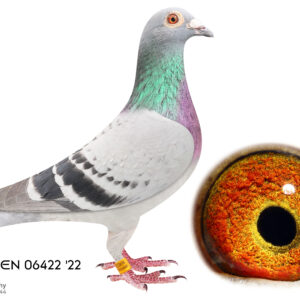 LOT 7: ZA 22 EDEN 06422 (H) - P. Veenstra /Kannibaal - THE SIRE: Bred for stock. Bred a 1st place ERPF federation winner from Edenburg (650 km). 1st place ERPF federation winner from Groblershoop (580 km) and 3rd place ERPF federation from Colesberg (500 km) and 3rd place ERPF winner from Wolmeranstad (860 km) - THE DAM: Excellent bloodline birds to breed with. - SEE PEDIGREE !!!