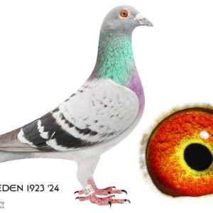 LOT 3: 1923 ZA EDEN 24 (H) - P. Veenstra - THE SIRE: Bred for stock. Bred a 1st place ERPF federation winner from Edenburg (650 km). 1st place ERPF federation winner from Groblershoop (580 km) and 3rd place ERPF federation from Colesberg (500 km) and 3rd place ERPF winner from Wolmeranstad (860 km) - THE DAM: Veenstra Clausing Kannibaal bloodline - SEE PEDIGREE !!!