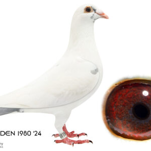 LOT 4: 1980 ZA EDEN 24 (H) - THE SIRE: Bred for stock to keep the Spritzie bloodline going. - THE DAM: Bred for stock - SEE PEDIGREE !!!