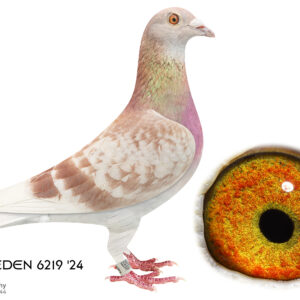 LOT 5: ZA 24 EDEN 6219 (H) - THE SIRE: His father is Vinkie and he is a Grandson of Ziko SA who bred my Houben-Clausing winning pigeons. This cock bred us 5 times wining positions. All the birds out of this cock can be put to stock. Bred 3rd place ERPF winner from Kimberley (650 km) - THE DAM: Excellent flyer. 3x winner. - SEE PEDIGREE !!!