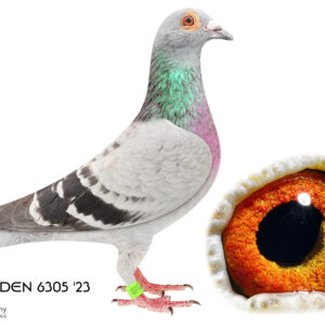 LOT 6: ZA 23 EDEN 6305 (H) - THE SIRE: P. Veenstra-Manfred Schmidt - Out of some of the best Million Dollar winning bloodlines.  -  THE DAM: VEENSTRA/KANNIBAAL - Excellent bloodline birds to breed with. - SEE PEDIGREE !!!