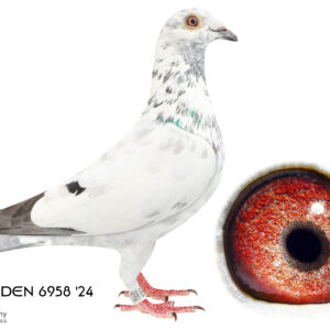 LOT 8: 6958 ZA EDEN 24 (C) - THE SIRE: Out of the Ceuninck pigeons. I kept him for stock and he bred winner with two differnet hens. I used his winning daughters to breed back to him. The inbred babies were crossed out again and they bred winners especially for the long distance races. - THE DAM: Bred for stock - SEE PEDIGREE !!!