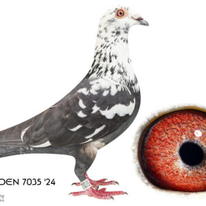 LOT 9: 7035 ZA EDEN 24 (C) - THE SIRE: INBRED TO Bert De Ceuninck-Vanhoucke This cock was bred by Charles Carlson. Direct frm the 'Click pair' De Ceunich's cock and Dinwoodie's hen. - THE DAM: Bred for stock - SEE PEDIGREE !!!