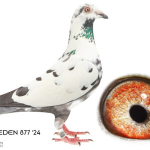 LOT 1: 877 ZA EDEN 24 (H) - THE SIRE: Bert De Ceuninck vd Wouwer bloodlines. Bred for stock to keep the bloodline - THE DAM: Cassie le Grange's hen. This hen with 1969 ZA EDEN 24 bred an ERPF Federation winner - SEE PEDIGREE !!!