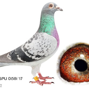 LOT 2: 01581 ZA GPU 17 (H) - Regency Loft-Kaasboer - THE SIRE:This pigeon raced in the SAMDPR. From his Mike Ganus collection - THE DAM: This hen was imported from Norman Tiggerman. Beautiful hen out of the vd Wouwer/Kaasboer. - SEE PEDIGREE !!!