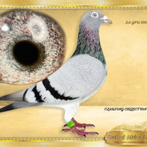 LOT 8: ZA GPU 15016/18(H) - “ 15016 – SIS M/D ACE 2017 “ - ZA GPU 15016/18 - Bred by Corrie Naude from his super Clausing Family. The sire and dam are both top breeders. 1/2 Sister to ZA GPU 05278/15 - BEST PIGEON MIDDLE DISTANCE 2017 PSPU and 3rd Ace 2018 for N Naude in PTA! - SEE PEDIGREE !!!