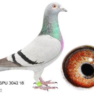 LOT 5: 3042 ZA GPU 18 (H) - Kannibaal 4x winner strain - THE SIRE: This cock was escpecially bred for stock with the best Kannibaal line for inbreeding. - THE DAM: Her 1st offspring was bred in my race loft. (CH Cock 5205, he became the Best Long Distance in the Gauteng Pigeon Union). A top breeding hen in my loft. Excellent racer, best Short Distance bird in GPU. Flew 2nd in the Gauteng Prov. Combine with 7200 pigeons. - SEE PEDIGREE !!!