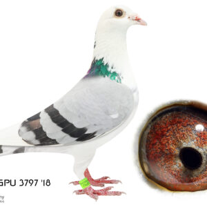 LOT 6: 3797 GPU 18 (C) - Combine Pair Spritzie - THE SIRE: This cock is bred out of the 2 Gauteng Provincial winners. The 1st year I mated the 2 together. I bred 4 babies of which 3 was winners. - THE DAM: This hen was bred for stock out of Never Say Die's brother to keep the winning genetics. - SEE PEDIGREE !!!