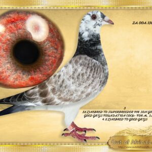 LOT 3: SA OOA 138/25 (H)- *****PAYMENT OPTIONS AVAILABLE Contact Egbert for arrangement prior to bidding***** “ 3 X 998 SON GOED GRIJS “ HYPER EXCLUSIVE MATING- LINEBRED TO GOED GRIJS BELG 6106415/15 Linebred to M. Sanger’s superbreeder NLD 1647998/17 – “ 998” - FANTASTIC BREEDER- Best son "GOED GRIJS"- Grandsire to at least 25 winners already. 1st Quiavrain 25 743 pigeons, 1st Nierges 10 n981 pigeons,etc. - Nest brother to " PEI JUN" the 2 SUPER STARS in the GOED GRIJS FAMILY NLD 1647998/17 His son,also this hen's ggsire is NL 4601544/21 - " GRIZZLE 544" - - Sire to 1st Nat Ace WHZB / BOTB 2023 Middle Distance -1st National Ace Middel Distance NPO 1st,1st,1st,2nd,2nd,4th,4th etc. Full siblings to 998 x 480 are sold by M Sangers for E30 000 EACH. - His most expensive children are being offerend for E30 000 each when mated to NLD 1459480/18 "GRIZZLE DREAM" . Son of "CRACK 19" X " GOED GRIJS" - SEE PEDIGREE !!!