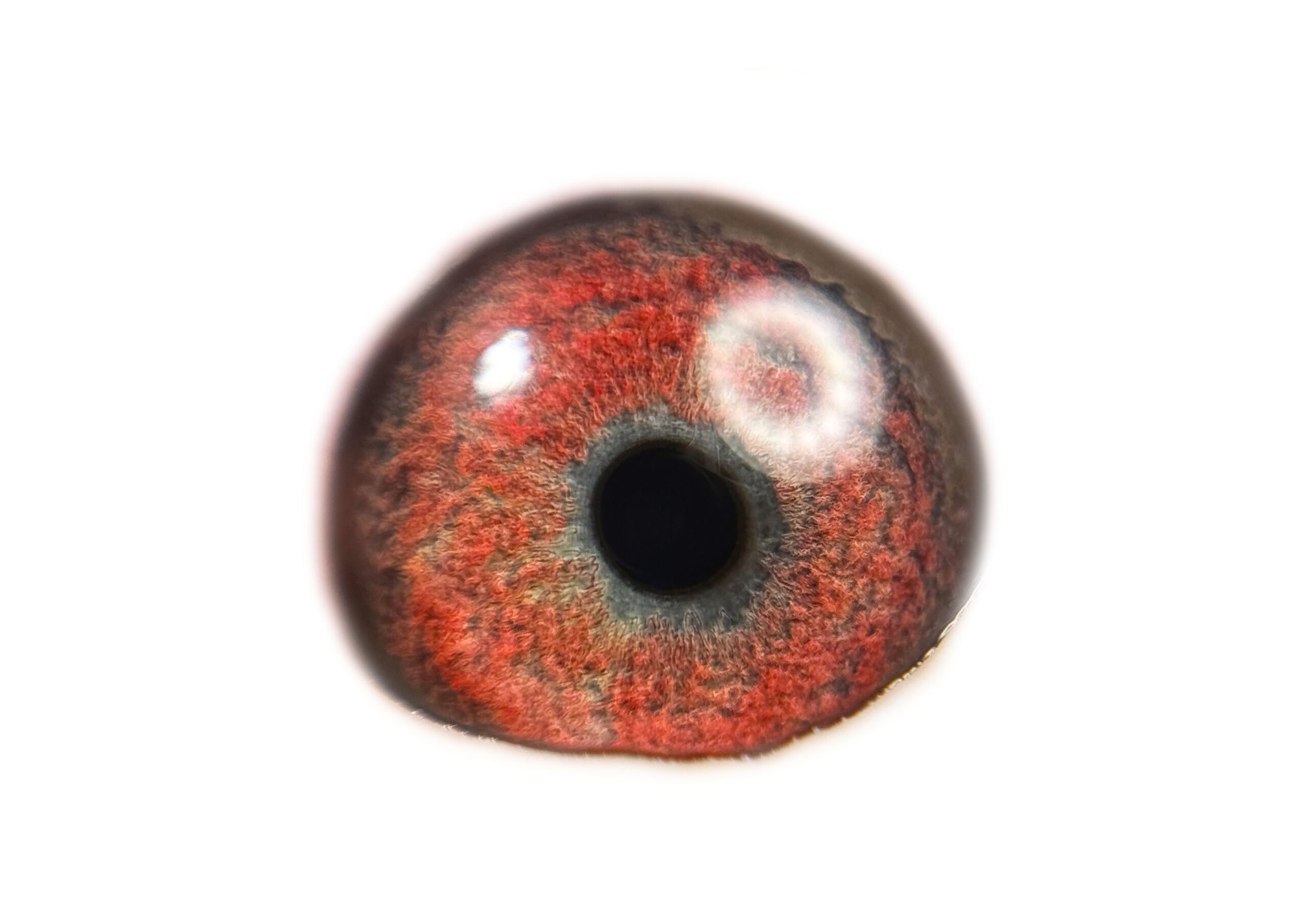 LOT 3: ZA OOA 250/25 “ ORLANDO’S BEST KITTEL” The BEST KITTEL Line won a very hard SAIPR SUMMER FINAL 2026 in the heat> This is a SUPER young Cock. SUPER WORLD WIDE WINNIGN GENETICS Linebred to “ORLANDO” the sire to 1st National Ace Pigeon Germany and also crowned 2nd Best Olympic Pigeon in THE WORLD 2025!!! Linebred to BELG 4130074/19 – “ORLANDO” – Drapa Foundation cock – op sire and grandsire of many winners and top racers. Sire to DV 01769-24-171- “OLYMPIC MAXIMUS ” 1st National Olympic Ace Pigeon Germany 2025 2nd Best Pigeon World 2025 – SEE PEDIGREE !!! - Image 2