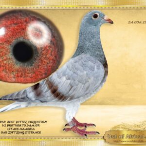 LOT 3: ZA OOA 250/25  “ ORLANDO’S BEST KITTEL”  The BEST KITTEL Line won a very hard SAIPR SUMMER FINAL 2026 in the heat>  This is a SUPER young  Cock. SUPER WORLD WIDE WINNIGN GENETICS Linebred to “ORLANDO” the sire to 1st National Ace Pigeon Germany and also crowned 2nd Best Olympic Pigeon in THE WORLD 2025!!!     Linebred to BELG 4130074/19 - "ORLANDO" - Drapa Foundation cock - op sire and grandsire of many winners and top racers. Sire to DV 01769-24-171- "OLYMPIC MAXIMUS "  1st National Olympic Ace Pigeon Germany 2025  2nd Best Pigeon World 2025 - SEE PEDIGREE !!!