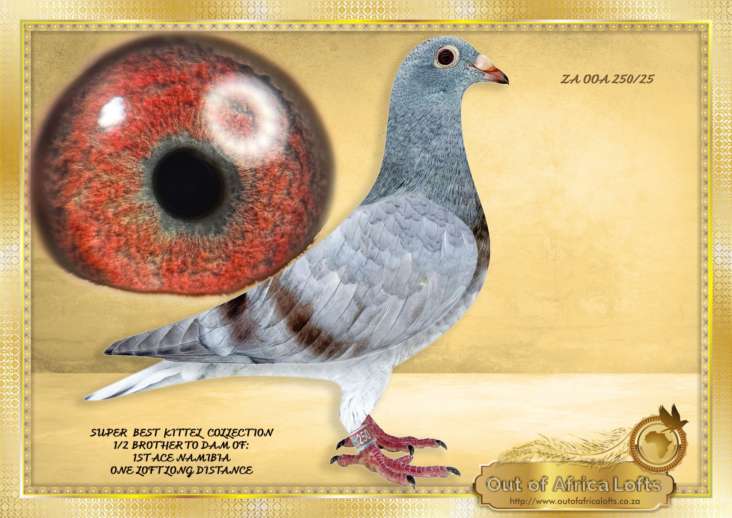 LOT 3: ZA OOA 250/25 “ ORLANDO’S BEST KITTEL” The BEST KITTEL Line won a very hard SAIPR SUMMER FINAL 2026 in the heat> This is a SUPER young Cock. SUPER WORLD WIDE WINNIGN GENETICS Linebred to “ORLANDO” the sire to 1st National Ace Pigeon Germany and also crowned 2nd Best Olympic Pigeon in THE WORLD 2025!!! Linebred to BELG 4130074/19 – “ORLANDO” – Drapa Foundation cock – op sire and grandsire of many winners and top racers. Sire to DV 01769-24-171- “OLYMPIC MAXIMUS ” 1st National Olympic Ace Pigeon Germany 2025 2nd Best Pigeon World 2025 – SEE PEDIGREE !!!