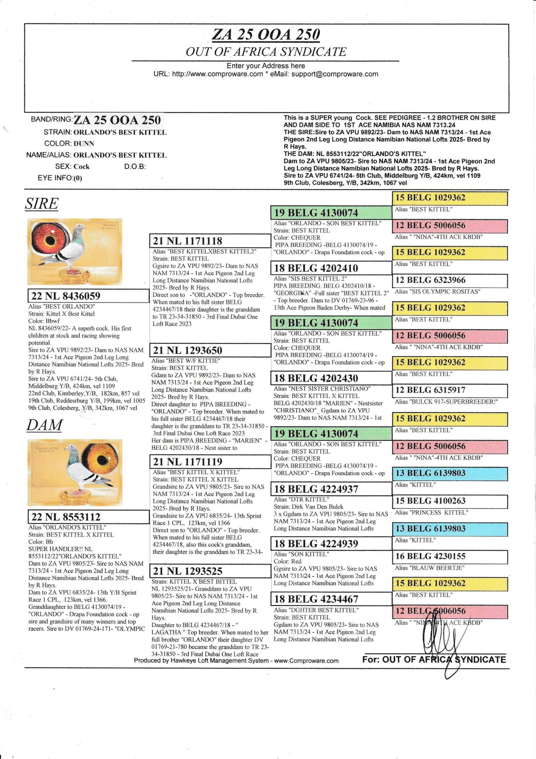 LOT 3: ZA OOA 250/25 “ ORLANDO’S BEST KITTEL” The BEST KITTEL Line won a very hard SAIPR SUMMER FINAL 2026 in the heat> This is a SUPER young Cock. SUPER WORLD WIDE WINNIGN GENETICS Linebred to “ORLANDO” the sire to 1st National Ace Pigeon Germany and also crowned 2nd Best Olympic Pigeon in THE WORLD 2025!!! Linebred to BELG 4130074/19 – “ORLANDO” – Drapa Foundation cock – op sire and grandsire of many winners and top racers. Sire to DV 01769-24-171- “OLYMPIC MAXIMUS ” 1st National Olympic Ace Pigeon Germany 2025 2nd Best Pigeon World 2025 – SEE PEDIGREE !!! - Image 3