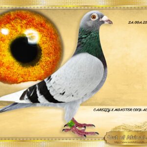 LOT 1: ZA OOA 280/23 (C) -  “ LINEBRED MONSTER 404 “     Only one bred this way.     On sire side brother to 2 x Winner, and on dam side 33rd Final 2022  CLOSELY related on dam side to ZA WPU 1747/25- 2 X Equal Hot Spot Winner - SAIPR SUMMER RACE ENTRANT 2026- 1st Ace Hot Spots SAIPR Summer Series 2026- R30 000 winner  Equal Winner On the drop-10th Hot Spot 1, Bothaville, 178km 1097 vel  64th Hot Spot 2 - Wesselsbron, 240km, 981 vel - R3000 winner  Equal winon the drop - 13th Hot Spot 3, Bultfontein, 288km, vel 1105  4th Hot Spot 4, Glen, 365km, vel 1091 - R10 000 winner  Winner in total of R43 000 till Hot Spot 4 .    THE SIRE:ZA GPU 17901/12 - SUPERBREEDER full brother to THE MONSTER COCK!  Sire to Winners, multiple winners and top breeders.  All the brothers are super breeders and Foundation cocks -  THE DAM: ZA VPU 4561/20 - Dam to ZA VPU 4563/21- 33rd Sapir Final 2022,  vel 1213, 575km - SEE PEDIGREE !!!