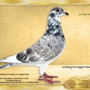 LOT 12: ZA OOA 45/25 (C) - “ FIRST TIME EVER PITBULL “ - EXCLUSIVE OFFER - FIRST PURE LINEBRED PITBULL 777 EVER ON OFFER IN S.A A SUPER young cock. This is a young cock and not breeding ready. Carries ZERO weight. - Very few fanciers are aware that the granddam of OLYMPIC ROSITA’S dam is a full sister to the dam of the famous “KITTEL”!! We picked up this connection and invested in the best pitbulls we could find. We purchased cocks that already bred 5 or 6 Federation Winners and mated to them to two different superbreeder hens of S Witherspoon for stock in Scotland. These proven breeder’s children are the foundation of our newly imported PITBULL 777 FAMILY. The sire to the pigeon on offer was a top inbred racer, and immediately bred Fed Winners in the U.K. The current BEST PIGEON IN THE WORLD SPEED, RO 455629/25 was bred from a combination of KITTEL, LEO HEREMANS, A full sister to WHITEMAN, we also imported a full brother to WHITEMAN and relatives, and the dam line is HLF BROTHER X HALF SISTER PITBULL, the same as the sire to this cock on offer. STUDY THE PEDIGREE SUPPLIED OF BEST PIGEON IN THE WORLD SPEED, RO 455629/25 Also find attached the pedigree of RO 23- 559021 – 2ND NATIONAL ACE YL SPRINT 2024, 2ND OLYMPIC ACE 2024- She is the nestsister to RO 23-559021- 1ST NATIONAL ACE Y/L LONG DISTANCE 2024!!!- 50% PITBULLS!!! - SEE PEDIGREE !!!