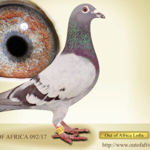 LOT 4: ZA OOAFRICA 092/17  “ DOUBLE GOLD “     ONLY ONE EVER BRED THIS WAY FOR STOCK   ZA OOAFRICA 092/17 - Proven breeder of racers and stock pigeons. .  Sire to ZA VPU 4352/20 - Dam in 1st season at stock to ZA WPU/D 3137/22- 5th Club, 6th Section, Smithfield O/B, 373km, vel 1095  Bred by OOA Lofts, raced by C Fernandez.  Sire to ZA VPU 8474/21- His first baby bred for racing  to ZA GRPF 478/22 -  12th Club, 49th GRPF, Winburg 1, Y/B, 274km, vel 1169  - 2nd Club, 8th GRPF, Verkeerdevlei, 316km, vel 1224  29th Club, Bloem Y/B, 375km, vel 1249  18th Club, Reddersburg Y/B, 424km, vel 1089  7th  Club, Bloemfontein Y/B, 375km, vel 1357  4th Club, Bloemfontein 1 Y/B, 375km, vel 1334  Bred by OOA, Raced by A Kloppers.  Sire to ZA VPU 6356/23 - 6th Loft K Mcewan   Direct son to ZA OERF 8128/07- A SUPERIOR Stock Cock.Gggsire to ZA NWPF 7103/20 - 1st Carnival Summer Race Final Winner 2021.  His granddaughter ZA GPU 05519/12 is to Gggranddam to ZA BENZ 2113/21 - 1st Dinokeng Barzalona Car Race Winner 2022. Winning R200 000- Bred by C Hatting Lofts.  Ggsire to  ZA GPU 5069/20 -3 X WINNER -  Super Racer for M. Strydom.  4th Ace Middle Distance GPU 2022  10th Ace Middle Distance GPU 2022  2nd Ace Overall Distances GPU 2022 - SEE PEDIGREE !!!