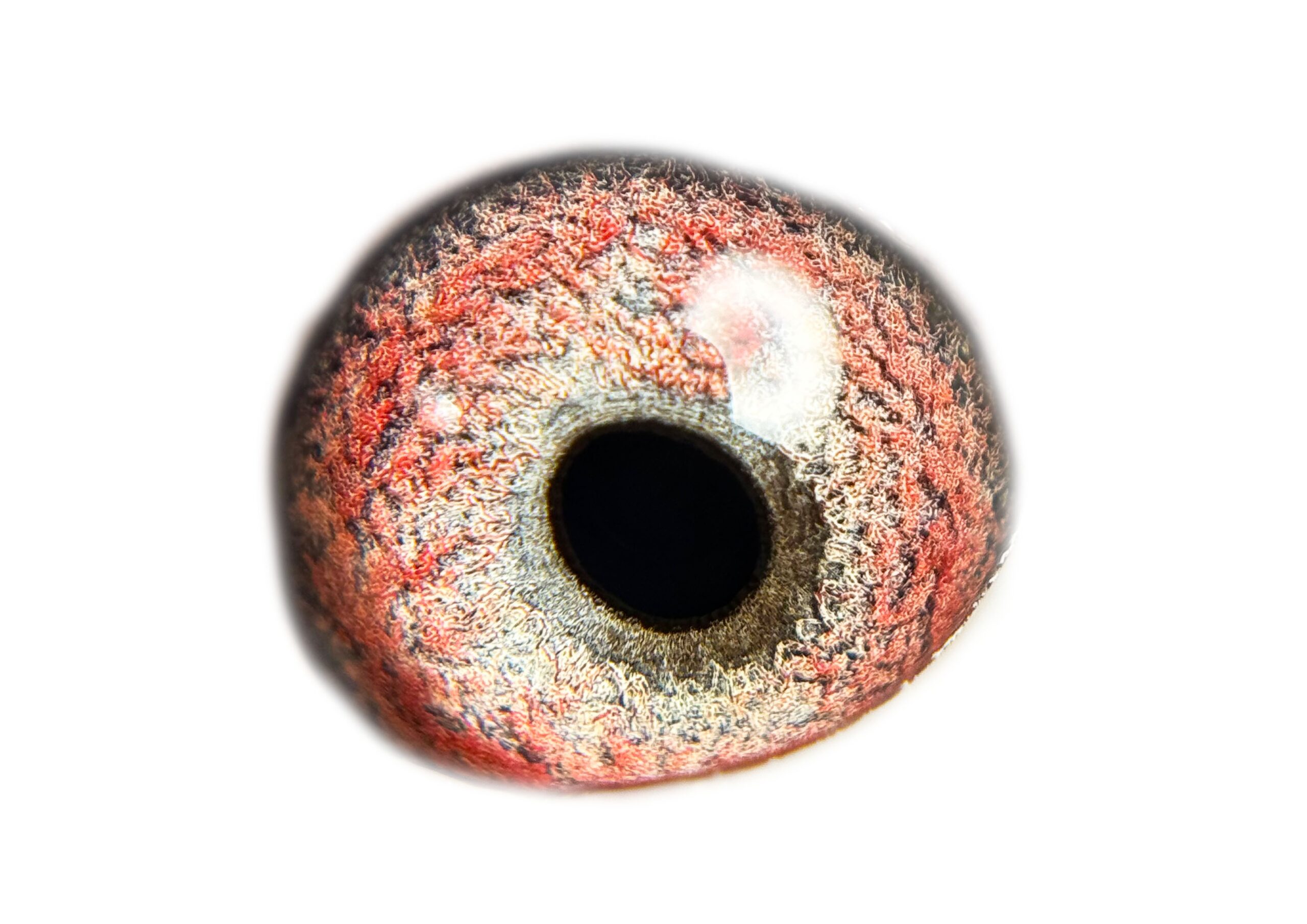 LOT 8: ZA OVRK 13564/ 21 (H) – “ 1ST DINOKENG CLAUSINGS “ – Super hen and good breeder 2/2. Also very highly rated by H Painter. Double granddaughter to SA THU 21395/09- Top Breeder of multiple winners for different fanciers.- Sire to ZA GPU 11482/15 – 5th Ace Pigeon Carnival Winter race 2016. SA THU 21395/09- Ggsire to ZA VPU 9428/22 ” KALAHARI SANDS” Dinokeng Entrant 2023 – SEE PEDIGREE 1st Dinokeng Final Race Winner of R120 000 2nd Ace Pigeon Dinokeng – Winner fo R80 000 SA THU 21395/09- Sire to o.a. ZA GPU 15838/11-3 x Winner (1 x Equal) Club, Division & Combine Winner. 2nd Overall ACE Pigeon O/B Series GPU 2013. 3rd National Ace Pigeon SANPO Bronze Medal Winner L/D 2013. Grandsire to ZA GPU 05582/17 – 1st Club, 2nd Union, Ventersburg, 261km. Raced by Breytenbach Lofts, bred by OOA LOFTS. – SEE PEDIGREE !!! - Image 2