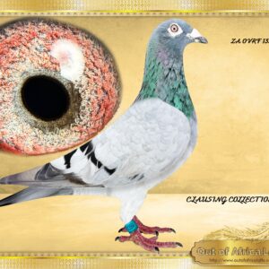 LOT 8: ZA OVRK 13564/ 21 (H) -    “ 1ST DINOKENG CLAUSINGS “  -   Super hen and good breeder 2/2. Also very highly rated by H Painter.      Double granddaughter to SA THU 21395/09- Top Breeder of multiple winners for different fanciers.- Sire to ZA GPU 11482/15 - 5th Ace Pigeon Carnival Winter race 2016.     SA THU 21395/09- Ggsire to ZA VPU 9428/22 " KALAHARI SANDS" Dinokeng Entrant 2023 – SEE PEDIGREE  1st Dinokeng Final Race Winner of R120 000  2nd Ace Pigeon Dinokeng - Winner fo R80 000     SA THU 21395/09- Sire to o.a.  ZA GPU 15838/11-3 x Winner (1 x Equal) Club, Division & Combine Winner. 2nd Overall ACE Pigeon O/B Series GPU 2013.  3rd National Ace Pigeon SANPO Bronze Medal Winner L/D 2013. Grandsire to ZA GPU 05582/17 - 1st Club, 2nd Union, Ventersburg, 261km. Raced by Breytenbach Lofts, bred by OOA LOFTS. - SEE PEDIGREE !!!