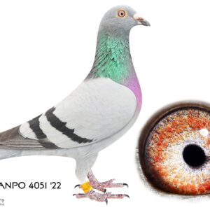 LOT 7: 4051 ZA SANPO 22 (H) - Vd Wouwer-Kaasboer - THE SIRE: I imported this cock from Norman Tiggemann. A Kaasboer/Vd Wouwer inbred cock. - THE DAM: INBRED KAASBOER - SEE PEDIGREE !!!