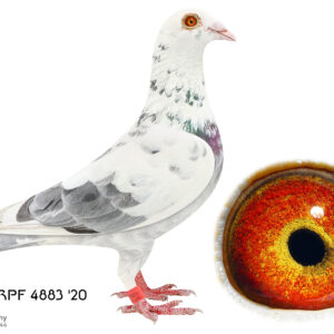 LOT 9: ZA 20 TRPF 4883 (C) - Bert De Ceuninck-Vanhoucke v d WOUWER - THE SIRE: I imported the Sire and Dam from Norbert Tiggeman. I mated them together (brother & sister mating) to keep these birds genetics. - THE DAM: This hen was bred for stock to keep the bloodline of the Timo Wagner birds that comes out of "The Real King" & "Blue Queen". - SEE PEDIGREE !!!