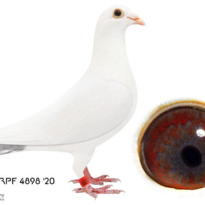 LOT 10: ZA 20 TRPF 4898 (H) - SPRITZIES - THE SIRE: This Inbred cock was specially bred for stock. He has the best "SPRITZIE" genetics from Spritzie herself. The Sire is the best Spritzie genetics. Bred by Harry Potgieter. The Dam's Sire & Dam were bred by James Jennings for Renier Vorster out of his Christians - THE DAM: This BBP hen won the Gauteng Combine Race from Winburg against 8019 pigeons at a velocity of 1937.930 m/m. She is allso a sister to my SANPO Silver Medal Short Distance Winner in 2013. - SEE PEDIGREE !!!