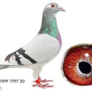 LOT 10: 7797 ZA TRPF 20 (H) - J&B Spritzie - THE SIRE: His sister 1566 was a winner and I put this pigeon 1567 to stock, because he looked like the legendary Alias "Brahman". - THE DAM: This is a very nice Spritzie Hen. She broke her leg and then I put her to the stock loft. The Sire was brought to me by Munna Zietsman to mate with a good Spritzie hen to breed us each 2 babies. I raced my 2 birds and both are excellent birds of which one was a winner (1566). - SEE PEDIGREE !!!
