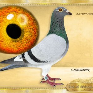 LOT 3:ZA TURF PETS 0634/24 (C) -  “ LECHELLE’S KITTEL “   Full brother to ZA TURFPETS 0662/24- LATEBRED -Top racer.  THE SIRE: ZA LECH 766/23 - MARLBANKS ONE LOFT ENTRANT  3rd Hot Spot 3 - Marlbanks  7th Hot Spot 4 - Marlbanks  What a class performance by such an inbred!!!  Bred by Poena Meintjies.  His dam ZA LECH 1397/17 - Top racer!  13th Final Diaz One Loft Final  Proven breeder 1st season.  THE DAM: NL 8552971/22- Top breeding throat. 8/10 and 10/10.SUPER HANLDER!  Already proven breeder. Bred from super genetics. Linebred to the THREE LEGEND BROTHERS "KITTEL", "GREIPEL" and "NEW KITTEL" - SEE PEDIGREE !!!