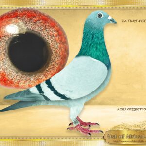 LOT  5: ZA TURF PET 0863/24  (C) - “ 5 X ACES IN ONE “ -  This line was recently  responsible FOR MANY SUPER ONE LOFT PERFORMERS IN AFRIKA PRO,SAPIR SUMMER 2026, SAPIR FINALWINNER 2023, Also present in DIAZ FINAL RACE WINNER 2025, AND CAPE TOWN FINAL WINNER SUMMER 2026   Related to ZA WPU 1747/25- 2 X Equal Hot Spot Winner - SAIPR SUMMER RACE ENTRANT 2026- 1st Ace Hot Spots SAIPR Summer Series 2026- R30 000 winner, 3rd Grand Averages Ace before Final.- DOUVLE GOLDEN CARELLY  Equal Winner On the drop-10th Hot Spot 1, Bothaville, 178km 1097 vel  64th Hot Spot 2 - Wesselsbron, 240km, 981 vel - R3000 winner  Equal winon the drop - 13th Hot Spot 3, Bultfontein, 288km, vel 1105  4th Hot Spot 4, Glen, 365km, vel 1091 - R10 000 winner  Winner in total of R43 000 till Hot Spot 4 . - SEE PEDIGREE !!!