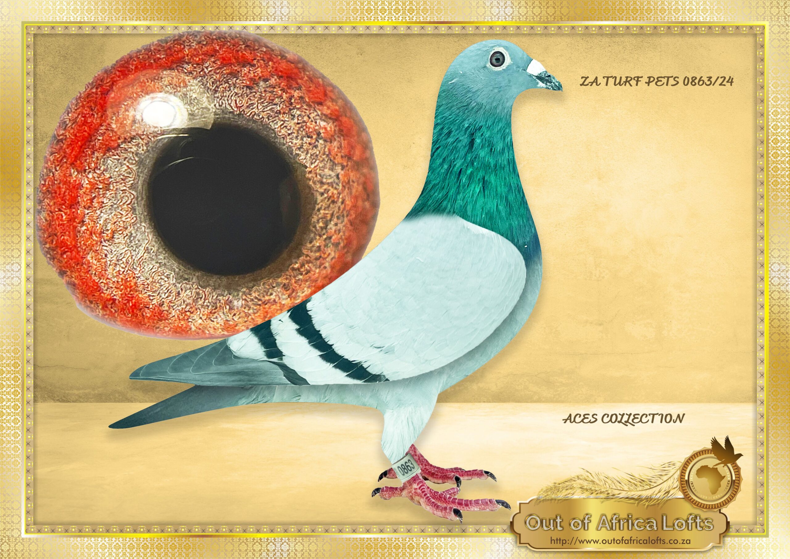 LOT 5: ZA TURF PET 0863/24 (C) – “ 5 X ACES IN ONE “ – This line was recently responsible FOR MANY SUPER ONE LOFT PERFORMERS IN AFRIKA PRO,SAPIR SUMMER 2026, SAPIR FINALWINNER 2023, Also present in DIAZ FINAL RACE WINNER 2025, AND CAPE TOWN FINAL WINNER SUMMER 2026 Related to ZA WPU 1747/25- 2 X Equal Hot Spot Winner – SAIPR SUMMER RACE ENTRANT 2026- 1st Ace Hot Spots SAIPR Summer Series 2026- R30 000 winner, 3rd Grand Averages Ace before Final.- DOUVLE GOLDEN CARELLY Equal Winner On the drop-10th Hot Spot 1, Bothaville, 178km 1097 vel 64th Hot Spot 2 – Wesselsbron, 240km, 981 vel – R3000 winner Equal winon the drop – 13th Hot Spot 3, Bultfontein, 288km, vel 1105 4th Hot Spot 4, Glen, 365km, vel 1091 – R10 000 winner Winner in total of R43 000 till Hot Spot 4 . – SEE PEDIGREE !!!