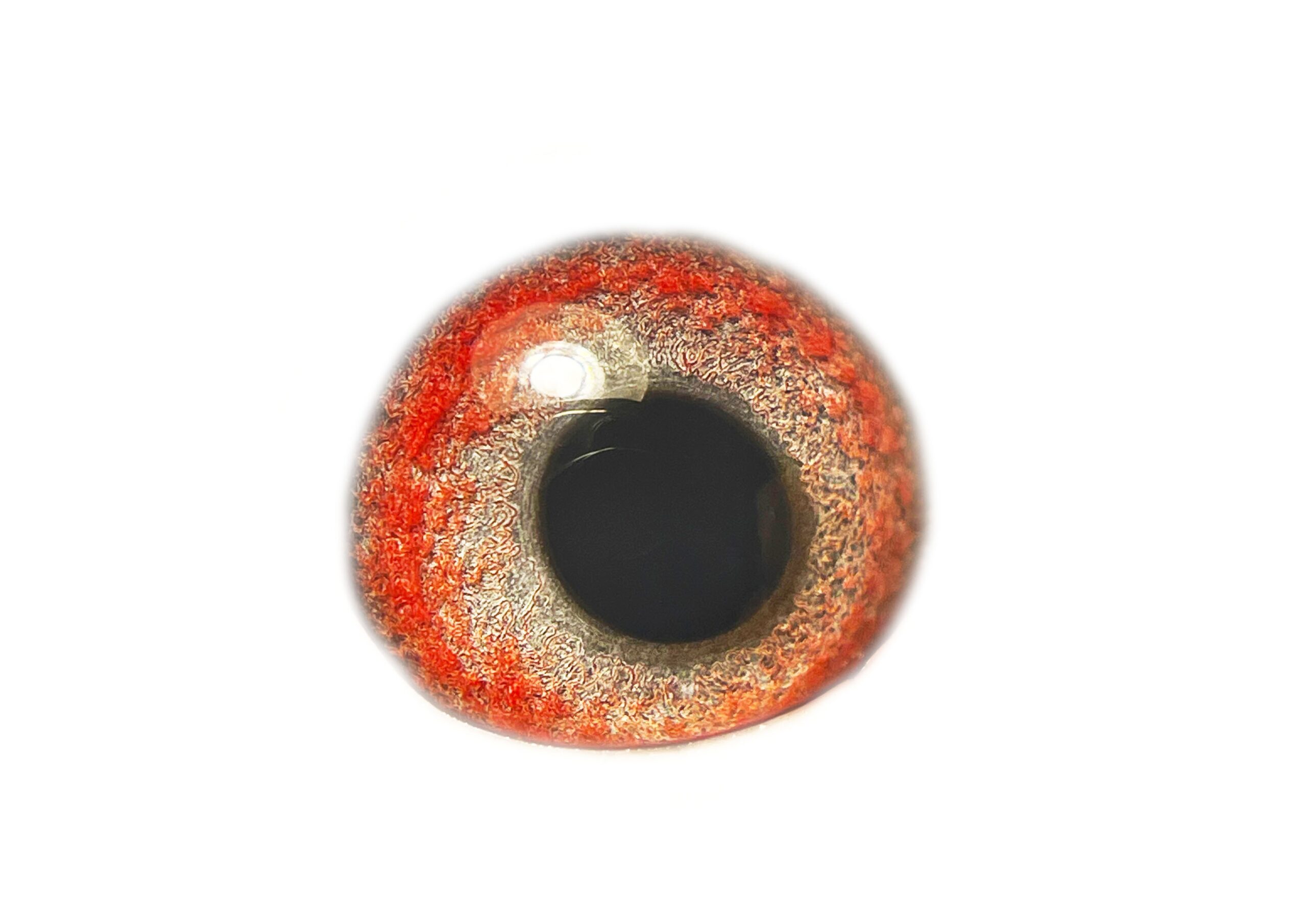 LOT 5: ZA TURF PET 0863/24 (C) – “ 5 X ACES IN ONE “ – This line was recently responsible FOR MANY SUPER ONE LOFT PERFORMERS IN AFRIKA PRO,SAPIR SUMMER 2026, SAPIR FINALWINNER 2023, Also present in DIAZ FINAL RACE WINNER 2025, AND CAPE TOWN FINAL WINNER SUMMER 2026 Related to ZA WPU 1747/25- 2 X Equal Hot Spot Winner – SAIPR SUMMER RACE ENTRANT 2026- 1st Ace Hot Spots SAIPR Summer Series 2026- R30 000 winner, 3rd Grand Averages Ace before Final.- DOUVLE GOLDEN CARELLY Equal Winner On the drop-10th Hot Spot 1, Bothaville, 178km 1097 vel 64th Hot Spot 2 – Wesselsbron, 240km, 981 vel – R3000 winner Equal winon the drop – 13th Hot Spot 3, Bultfontein, 288km, vel 1105 4th Hot Spot 4, Glen, 365km, vel 1091 – R10 000 winner Winner in total of R43 000 till Hot Spot 4 . – SEE PEDIGREE !!! - Image 2