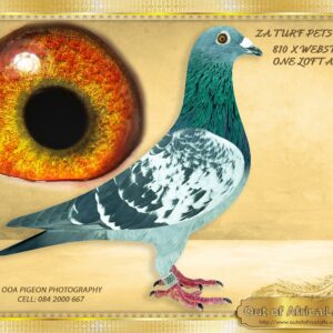 LOT 8: ZA TURFPETS 0869/24 (C) - “ 810 ACES X WEBSTERS ACES “   The sire’s full sister is a SUPERBREEDER for Dr Gavin Rous.  The dam is bred from Lex Webster's One loft Ace Lines. - SEE PEDIGREE !!!