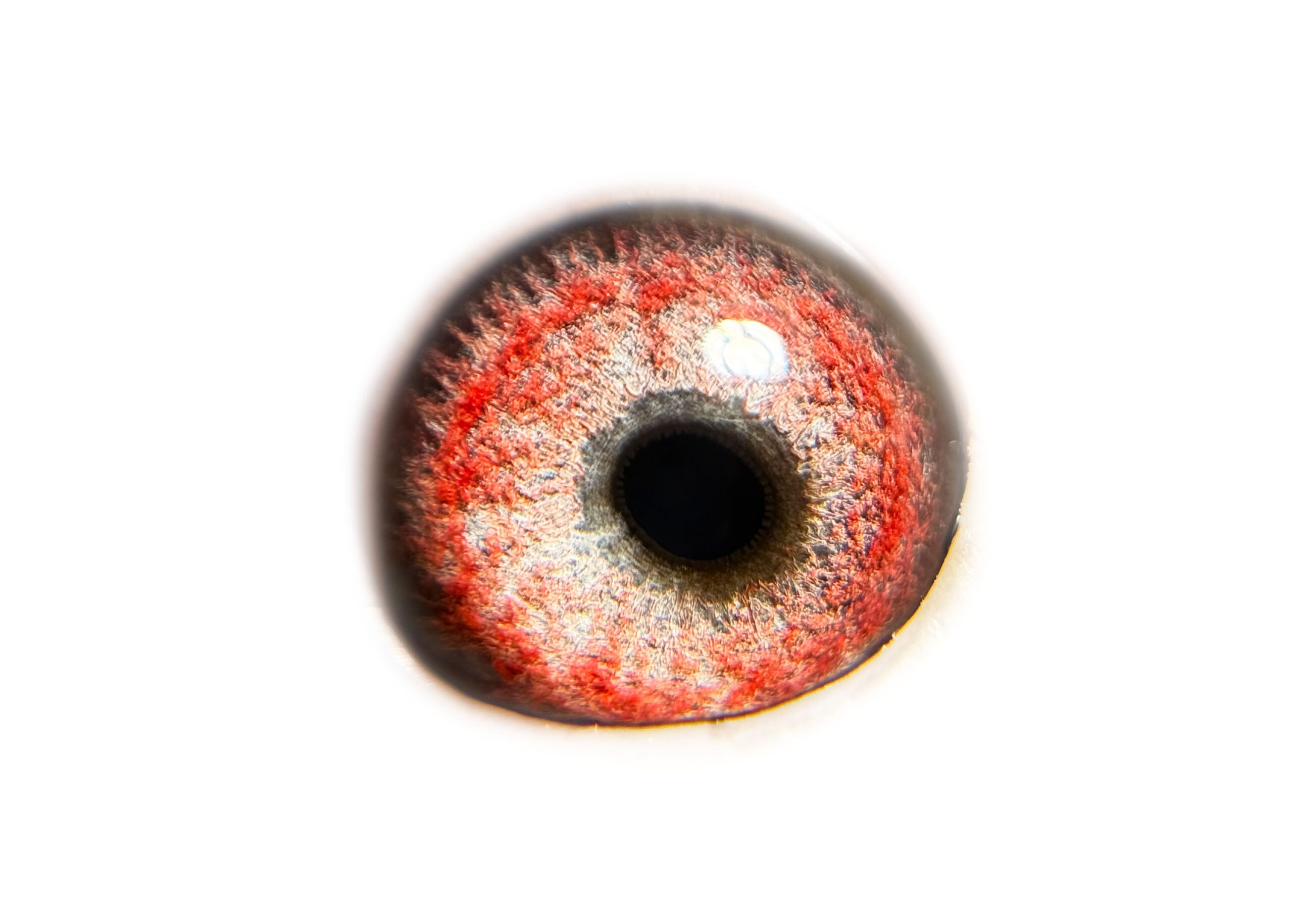 LOT 4: ZA TURF PETS 0892/24 (H) – “ CARELLY ACES “ Her sire is ZA CYRILS3805/17- 5/5 Children sold already superbreeder for different fanciers. Sire to ZA VPU 8111/23- New Suoerbreeder for W Lee PTA. Sire to ZA VIL 1729/24- Current 6th Ace PTA Young Bird Series 2025 -W Lee. Sire to NEW SUPERBREEDER FOR P JACOBS! – ZA PRPC 2172/19 Sire to ZA OOA 238/19 – Sire to ZA NJ 4490/22- 2 X 1st Hot Spot Winner Genetic Lofts for Raymond Le Roux Sire to ZA OOA 94/19- New superbreeder for F Van Heerden. Sire to Union Winner for F Van Heerden, now for G Steenkamp. Sire to ZA VPU 2648/19 – Superbreeder for F Van Heerden. Sire to ZA VPU 2649/19 – Superbreeder for I Marais Sire in 1st season to ZA VPU 1423/18 – SUPER RACER 23rd Ace Pigeon Middle Distance VPU Y/B Series 2019. Linebred to ZA GPU 15264/11-4 x Club Winner, 2nd THUnion Car Race Winner & Club Derby Winner.10/10 Races. 1st Overall Ace Pigeon THU Young Bird Series 2012. 1st Ace Pigeon Middle Distance THU Y/ BIRD Series 2012. ZA THU 15264/11- Gggdam to ZA VPU 9428/22 -1st Dinokeng Final Race Winner of R120 000, Hanover, 724km, vel 1502. 3 Birds on the drop. 2nd Ace Dinokeng 2023 – Winner of R80 000. ” KALAHARI SANDS” SOLD FOR R63 000 – SEE PEDIGREE !!! - Image 3