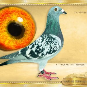 LOT 7: ZA VPU 1616/24 (H) - “ BEST KITTEL 1616 “  The past Saturday saw 1st,4th,5th, 15th and 16th HOT SPOT 4 SAIPR on one of the hardest races of the season with a 1100 winning velocity 365km, ALL BRED FROM KITTEL X BEST KITTEL LINES for different fanciers!!   A SUPERB HEN!  This hen was pecked on her first mating. Fully Recovered. BALL OF MUSCLE POWER! Well pigmented breeding eye.  Her granddam's full sister, daughter to CHRISTIANO X MARIEN - NL 1293743/21 - Dam to first racers:  ZA OOA 322/26 - SAIPR SUMMER ONE LOFT ENTRANT 2026  15th Hot Spot 4, Glen, 365km, vel 1053  ZA OOA 323/25- SAIPR SUMMER ONE LOFT ENTRANT 2026  91st Hot Spot 1, Bothaville, 178km, vel 921  16th Hot Spot 4, Glen, 365km, vel 1053  "CHRISTIANO" is also Ggsire to ZA VPU 9892/23- Dam to NAS NAM 7313/24 - 1st Ace Pigeon 2nd Leg Long Distance Namibian National Lofts 2025- Bred by R Hays. - SEE PEDIGREE !!!