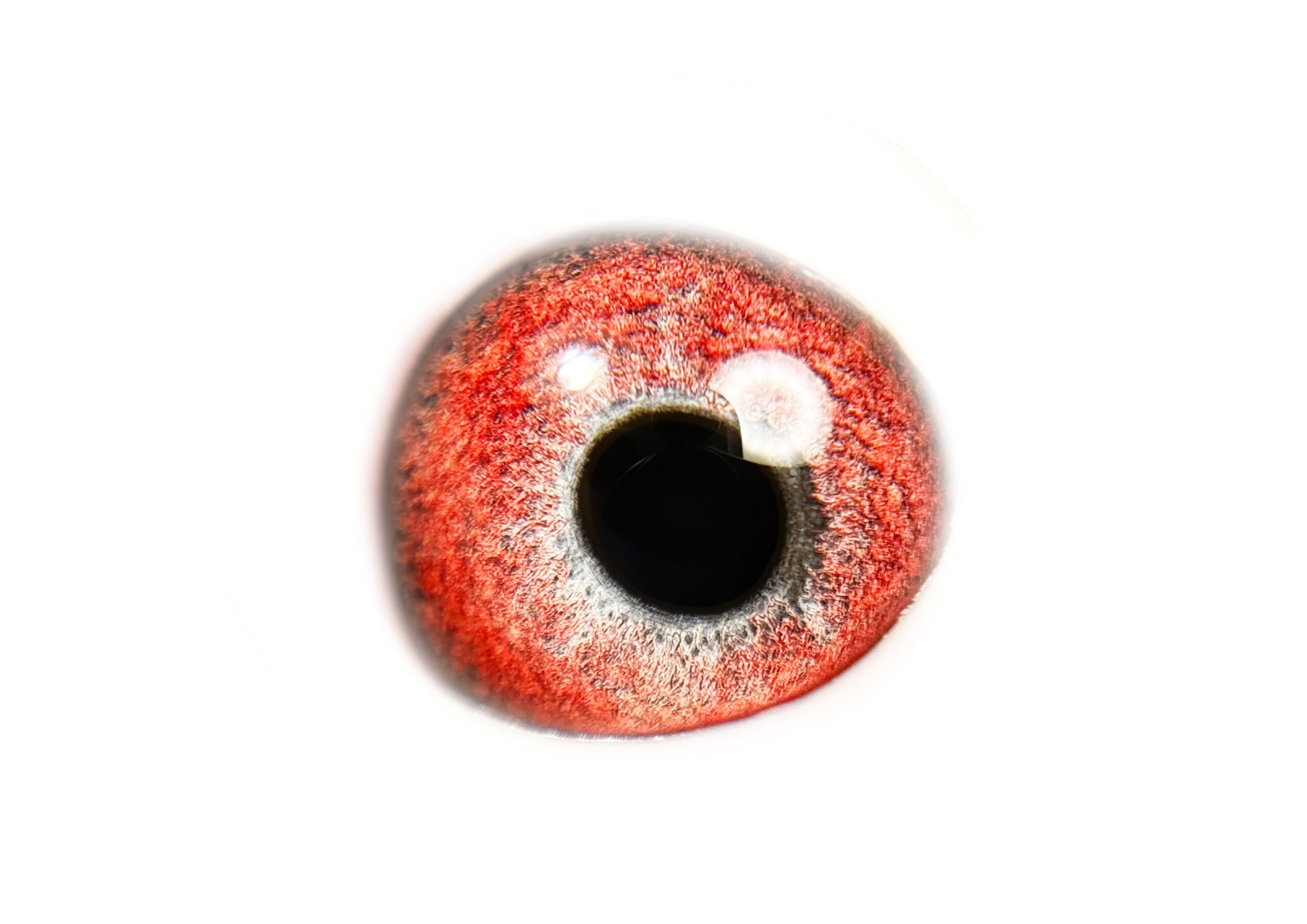 LOT 2: ZA VPU 1636/24 (H) – “ KITTEL 1636 “ – A SUPER HEN ½ SISTER TO three different proven breeders already ½ sister to ZA VPU 6739/24- Raced and scored 10/10- Best positions flown: 7th Club, Britstown, 427km, vel 1368 6th Club, Brfitstown, Y/B, 434km, vel 1130 7th Club, Richmond Y/B, 479km, vel 1120 2nd Club, Beaufort West O/B Championships, 632km, vel 926 Raced by P Delport, bred by OOA The dam is also close niece to the sire of ZA WPU 1747/25- 2 X Equal Hot Spot Winner – SAIPR SUMMER RACE ENTRANT 2026- 1st Ace Hot Spots SAIPR Summer Series 2026- R30 000 winner, 3rd Grand Averages Ace before Final. – SEE PEDIGREE !!!! - Image 2