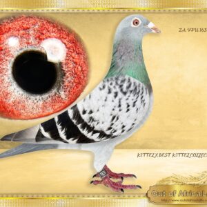 LOT 2: ZA VPU 1636/24  (H) - “ KITTEL 1636 “ -  A SUPER HEN  ½ SISTER TO three different proven breeders already  ½ sister to ZA VPU 6739/24- Raced and scored 10/10-  Best positions flown:  7th Club, Britstown, 427km, vel 1368  6th Club, Brfitstown, Y/B, 434km, vel 1130  7th Club, Richmond Y/B, 479km, vel 1120  2nd Club, Beaufort West O/B Championships, 632km, vel 926  Raced by P Delport, bred by OOA  The dam is also close niece to the sire of ZA WPU 1747/25- 2 X Equal Hot Spot Winner - SAIPR SUMMER RACE ENTRANT 2026- 1st Ace Hot Spots SAIPR Summer Series 2026- R30 000 winner, 3rd Grand Averages Ace before Final. – SEE PEDIGREE !!!!