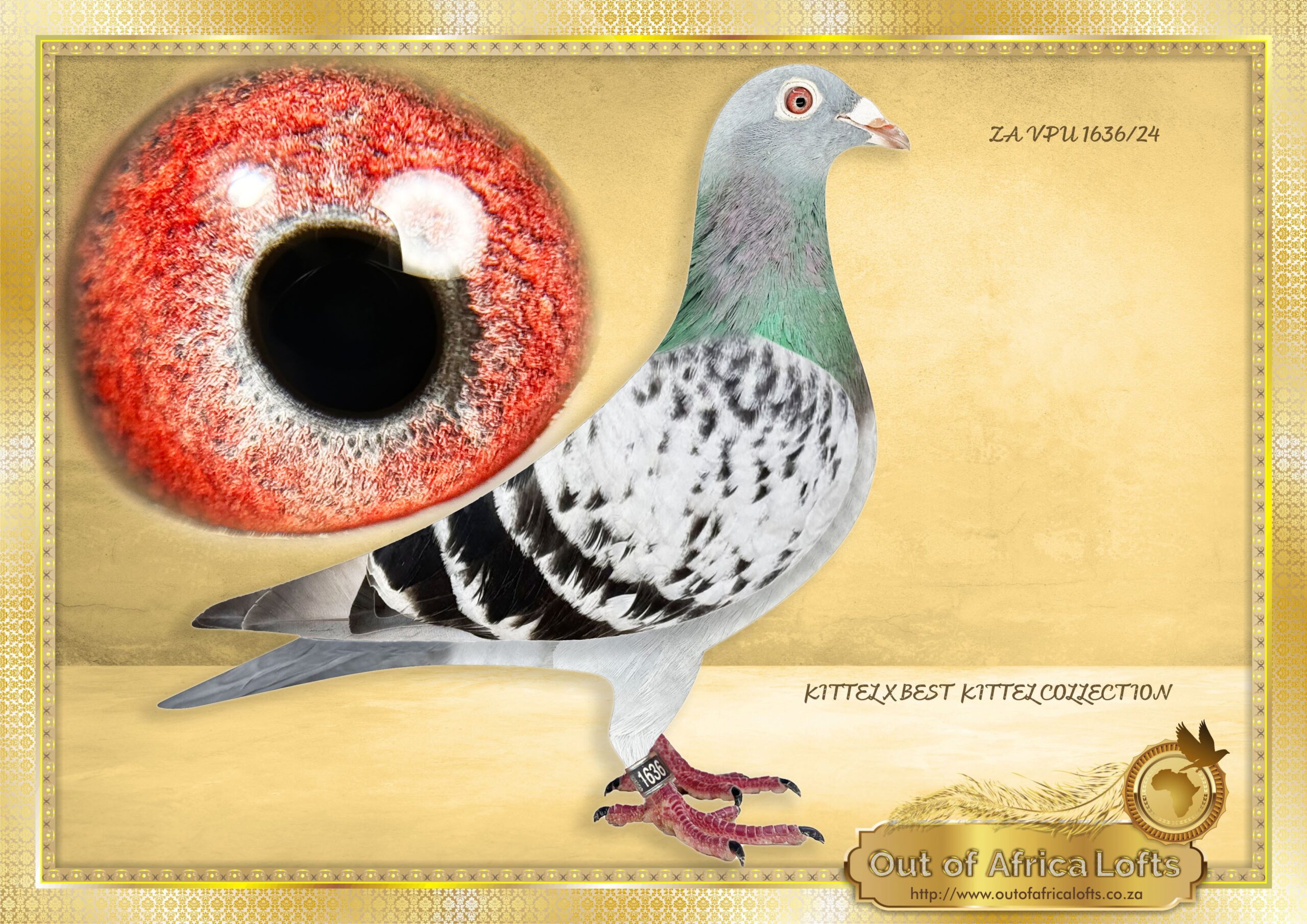 LOT 2: ZA VPU 1636/24 (H) – “ KITTEL 1636 “ – A SUPER HEN ½ SISTER TO three different proven breeders already ½ sister to ZA VPU 6739/24- Raced and scored 10/10- Best positions flown: 7th Club, Britstown, 427km, vel 1368 6th Club, Brfitstown, Y/B, 434km, vel 1130 7th Club, Richmond Y/B, 479km, vel 1120 2nd Club, Beaufort West O/B Championships, 632km, vel 926 Raced by P Delport, bred by OOA The dam is also close niece to the sire of ZA WPU 1747/25- 2 X Equal Hot Spot Winner – SAIPR SUMMER RACE ENTRANT 2026- 1st Ace Hot Spots SAIPR Summer Series 2026- R30 000 winner, 3rd Grand Averages Ace before Final. – SEE PEDIGREE !!!!