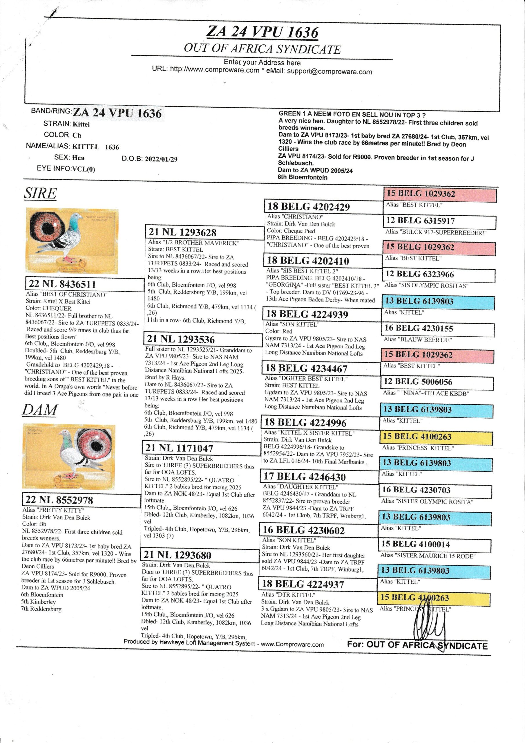 LOT 2: ZA VPU 1636/24 (H) – “ KITTEL 1636 “ – A SUPER HEN ½ SISTER TO three different proven breeders already ½ sister to ZA VPU 6739/24- Raced and scored 10/10- Best positions flown: 7th Club, Britstown, 427km, vel 1368 6th Club, Brfitstown, Y/B, 434km, vel 1130 7th Club, Richmond Y/B, 479km, vel 1120 2nd Club, Beaufort West O/B Championships, 632km, vel 926 Raced by P Delport, bred by OOA The dam is also close niece to the sire of ZA WPU 1747/25- 2 X Equal Hot Spot Winner – SAIPR SUMMER RACE ENTRANT 2026- 1st Ace Hot Spots SAIPR Summer Series 2026- R30 000 winner, 3rd Grand Averages Ace before Final. – SEE PEDIGREE !!!! - Image 3