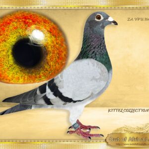 LOT 2: ZA VPU 1664/24 (H) -  “ PRINCESS KITTEL “  ***** HIGHLY RECOMMENDED *****  Our “PRINCESS KITTEL LINE “ bred 7 different top 10 Ace Pigeons in 2025 season for different fanciers.  Our “PRINCESS KITTEL LINE” has proven in the SAIPR SUMMER SERIES 2026 that they can compete and beat the best in S.A.  This same line bred ZA WPU 1747/25- 2 X Equal Hot Spot Winner - SAIPR SUMMER RACE ENTRANT 2026- 1st Ace Hot Spots SAIPR Summer Series 2026- R30 000 winner, 3rd Grand Averages Ace before Final - THE SIRE: NL 8552837/22- Sire to proven breeder  ZA VPU 9844/23 -Dam to ZA TRPF 6042/24 - 1st Club, 7th TRPF, Winburg1, 268km, vel 1402- -Bred by  H WILSON - Linebred to BELG 4100263/15  " PRINCESS   KITTEL "  -  Van Den Bulck. 7 Ggchidlren bred winners for clients thus far. - SEE PEDIGREE !!!