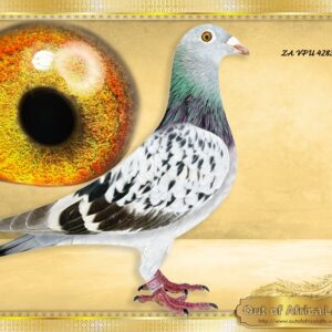 LOT 7: ZA VPU 4283/25 (H) - “ BEST KITTEL / KITTEL / OOA ACES “ We started testing our "CHRISTIANO LINE" IN SAIPR SUMMER SERIES 2026- Closely related entries on sire side scored: ZA GRPF 0443/25- 7th Hot Spot Ace,49TH 43rd Ace Grand Averages SAIPR SUMMER RACE 2026 SEASON 2026 - ZA OOA 323/25- SAIPR SUMMER ONE LOFT ENTRANT 2026- Closely related entries On dam side related to: ZA WPU 1747/25- 2 X Equal Hot Spot Winner - SAIPR SUMMER RACE ENTRANT 2026- 1st Ace Hot Spots SAIPR Summer Series 2026- R30 000 winner, 3rd Grand Averages Ace before Final - SEE PEDIGREE !!!