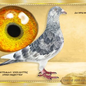 LOT 1: ZA VPU 4421/25  (C) -   “ WHITEMAN X 264 KITTEL LINE “  - A super young cock. -   THE SIRE:ZA TURF PETS 0865/24 “ WHITEMAN / RICO 0865 “ HIS SIRE: BELG 6188793/21- "WITTE BEER " - This cock is Already a proven breeder in Belgium 1st year at stock! Only one bred this way in S.A  BELG 6188793/21 - Full brother BELG 6023328/2020- "MORMELKE"- 1st Provinicial Ace Kleine Fond KBDB & 4th National Ace KBDB - Already a proven breeder for previous owner. - THE DAM: ZA VPU 6651/24- This is A SUPER PIGEON. Bred for our own stock loft. 1/2 Sister to ZA VPU 7952/23- Sire to ZA LFL 016/24- 10th Final Marlbanks , Richmond, 641km, vel 1076-Very hard race!!  HER SIRE:ZA PRPC 20451/19 is full brother to the sire of Carnival Winter Lofts Final Winner and ZA ODRA 12897/23  Hot Spot 5  Winner , a super hot and hard race, 500km, vel 1150 - Winners Fight, and 5th Final Winners Flight  - Bred by H Bohm - SEE PEDIGREE !!!