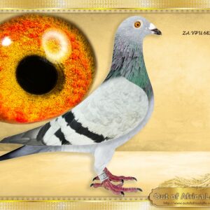 LOT 9: ZA VPU 6835/24 (C) - “ BEST CLAUS KIT “ -     ZA VPU 6835/24- 13th Y/B Sprint Race 1 CPL,  123km, vel 1366. Granddaughter to BELG 4130074/19     THE SIRE: ZA GPU 11739/15 -Top breeder of winners with different hens.  Brother to winners and Combine Winners.  Sire to ZA VPU 6835/24- 13th Sprint Race 1 CPL,  123km, vel 1366  Sire in 2023 season to ZA GRPF 1068/23 - 5th Club, 23rd GRPF, Y/B, Winburg, 274km, vel, 1119, ETC  Bred by OOA, Raced by A Kloppers     THE DAM: NL 8553112/22"ORLANDO'S KITTEL"  Dam to ZA VPU 9805/23- Sire to NAS NAM 7313/24 - 1st Ace Pigeon 2nd Leg Long Distance Namibian National Lofts 2025- Bred by R Hays.  Dam to ZA VPU 6835/24- 13th Y/B Sprint Race 1 CPL,  123km, vel 1366. Granddaughter to BELG 4130074/19 - SEE PEDIGREE !!!