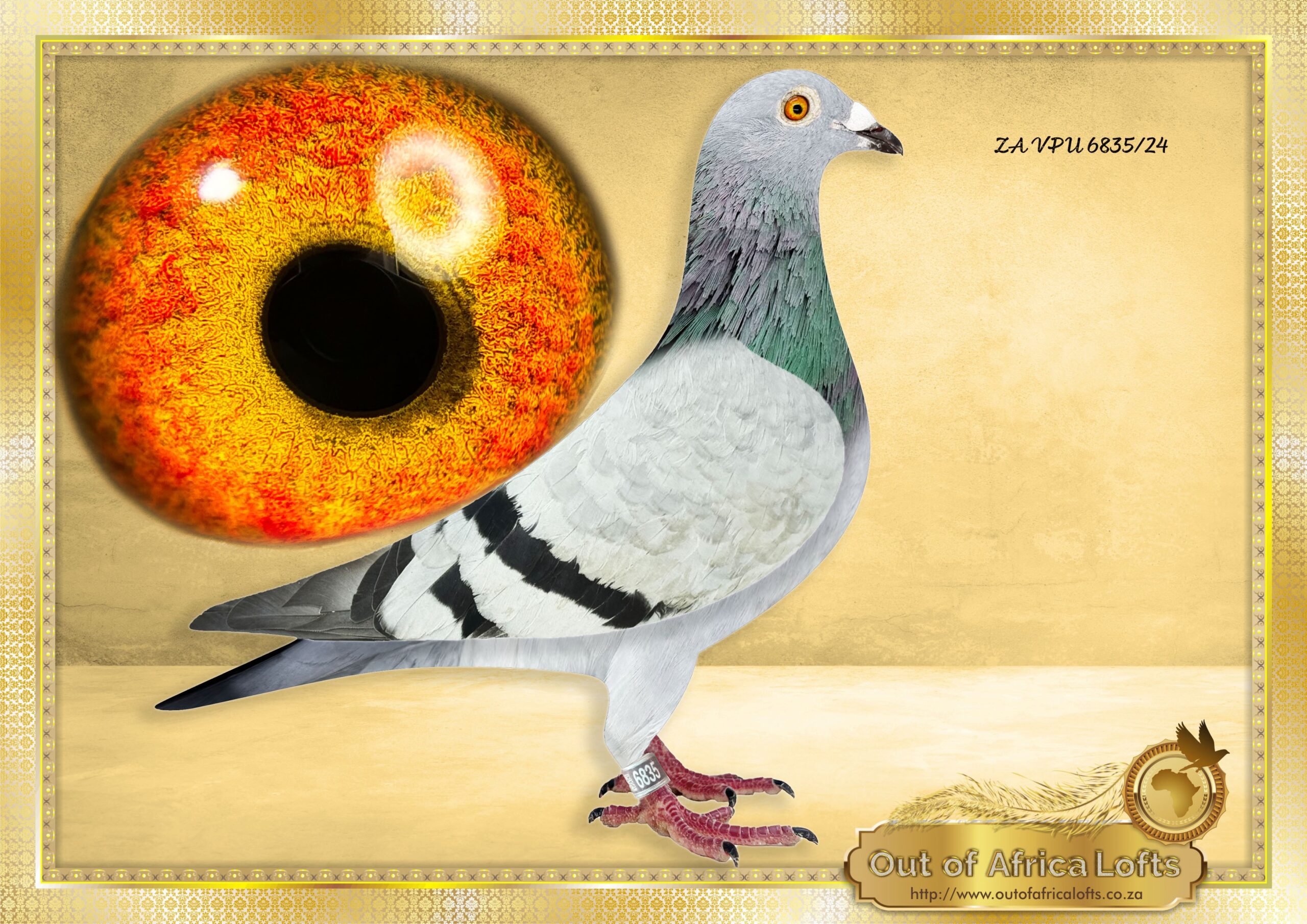 LOT 9: ZA VPU 6835/24 (C) – “ BEST CLAUS KIT “ – ZA VPU 6835/24- 13th Y/B Sprint Race 1 CPL, 123km, vel 1366. Granddaughter to BELG 4130074/19 THE SIRE: ZA GPU 11739/15 -Top breeder of winners with different hens. Brother to winners and Combine Winners. Sire to ZA VPU 6835/24- 13th Sprint Race 1 CPL, 123km, vel 1366 Sire in 2023 season to ZA GRPF 1068/23 – 5th Club, 23rd GRPF, Y/B, Winburg, 274km, vel, 1119, ETC Bred by OOA, Raced by A Kloppers THE DAM: NL 8553112/22″ORLANDO’S KITTEL” Dam to ZA VPU 9805/23- Sire to NAS NAM 7313/24 – 1st Ace Pigeon 2nd Leg Long Distance Namibian National Lofts 2025- Bred by R Hays. Dam to ZA VPU 6835/24- 13th Y/B Sprint Race 1 CPL, 123km, vel 1366. Granddaughter to BELG 4130074/19 – SEE PEDIGREE !!!