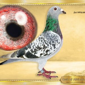 LOT 4: ZA VPU 6960/24 (H) - “ T. LOCK X GOMES ACES “  -    SUPER PERFECT HEN- A SUPER SUPER HANDLER !!  I believe a new superbreeder in the making here!!   This super hen’s sire bred a top Ace Pigeon, and her dam a racing machine at Dinokeng One Loft.   THE SIRE: ZA OOA 319/19 – One of our current SUPERBREEDER TOM LOCK COCKS Sire IN 2025 SEASON TO to ZA VPU 7094/24- Top 8 Ace Short Distance, 12th Ace Overall Y/B, 24th Overall Y/B & O/B TRPF 2025 -Raced by NINJA Lofts - THE DAM:ZA GPU 6197/22- " KAYLA" -Top breeder.  3 X Equal Winner Dinokeng 2023 season. Winner of R150 000  The only pigeon that was equal 1st on both Final races.. - SEE PEDIGREE !!!