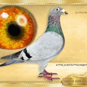 LOT 1: ZA VPU 7028/24 (H) -    “ KITTEL X BEST KITTEL 702 “ -     ½ Sister on sire side to ZA WPU 1747/25- 2 X Equal Hot Spot Winner - SAIPR SUMMER RACE ENTRANT 2026- 1st Ace Hot Spots SAIPR Summer Series 2026- R30 000 winner, 3rd Grand Averages Ace before Final. Her dam is NL 8553106/22 - Full sister to NL 8553119/22- Dam to ZA VPU 9892/23- Dam to NAS NAM 7313/24 - 1st Ace Pigeon 2nd Leg Long Distance Namibian National Lofts 2025- Bred by R Hays.  As I can breed another I have decided to offer her from our own stock loft  A TOP CLASS HEN! Perfect balance. Top muscle quality. Good throat.   Daughter to NL 8552833/22- " FULL PACKAGE" -  NEW SUPERBREEDER OF STOCK AND NOW ACE PIGEONS!  3/3 first children sold already bred winners.    - SEE PEDIGREE !!!