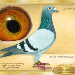 LOT 8: ZA VPU 7047/18 (C) - “ NEW MONSTER COCK 2 x 404 “ - Last son to be sold from “MONSTER COCK” 4 superb children at stock. Direct son to " MONSTER COCK " - ZA GRPA 02854/11-4 x Club Winner 1st Ace Pigeon Middle Distance THU O/B Series 2012 2nd Overall Ace Pigeon O/B Series THU 2012 This cock's progeny has bred approximately 20 + top 10 Ace Pigeons known to us. WHEN CROSSED WITH A KITTEL COCK ? BROTHER TO the dam of ZA GRPF 1044/23- 4 X 1st Club Winner& 1st Federation & , 2 x 2nd Club Winner – SEE ATTACHED PEDIGREE 1st Ace Long Distance GRPFederation 2025 3rd Ace Long Distance ALL GAUTENG 2025 0-500 pigeons 10th Ace Overall Old Birds GRPFederation 2025 Prelim SANPO MEDAL results: - SEE PEDIGREE !!!