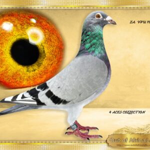 LOT 6: ZA VPU 7115/24 (C) - “ TRIPLE ACES “ -  1/2 Brother to  ZA VPU 8540/21- 4th Hot Spot Ace SAPIR 2022- Sold for R29 000 on auction. Now superbreeder fro Marnus Nel, breeding 2 X top 10 Hot Spot and Final Victoria Falls 2024.Also  ire to 2nd Ace SAIPR Winter Final 2024.  Massive wing.  Direct son to ZA GPU 11163/13 "HULK"-Raced by J & P Lofts.Now proven breeder. -His granddam is ZA THU 15264/11- Gggdam to ZA VPU 9428/22 -1st Dinokeng Final Race Winner of R120 000, Hanover, 724km, vel 1502. 3 Birds on the drop. 2nd Ace Dinokeng 2023 - Winner of R80 000. " KALAHARI SANDS" SOLD FOR R63 000 - SEE PEDIGREE !!!